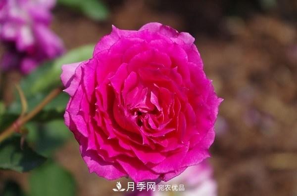 上海辰山植物園月季花海，五一迎來***佳觀賞期(圖6)