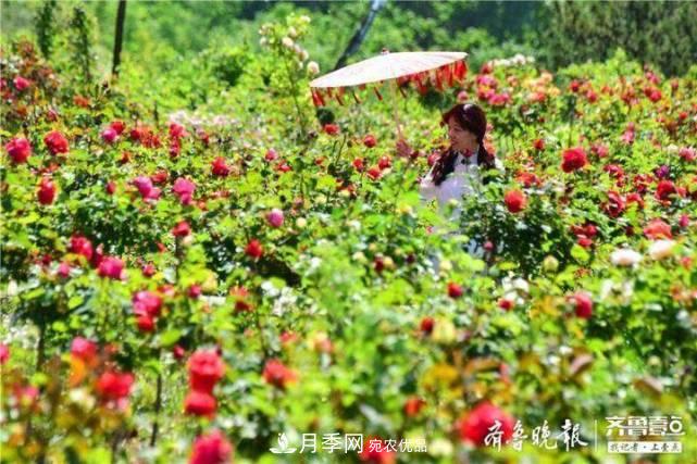 山東淄博沂源60畝月季花競(jìng)放，美麗產(chǎn)業(yè)助推特色鄉(xiāng)村旅游(圖3)