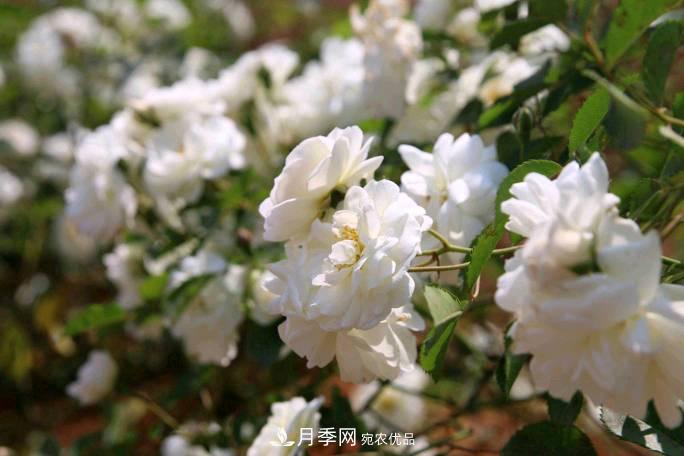 萬紫千紅！湖南益陽安化“茶鄉(xiāng)花海”月季盛開(圖3)