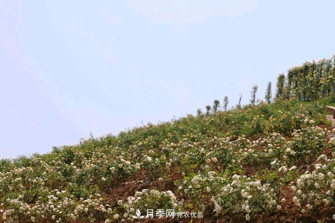 萬紫千紅！湖南益陽安化“茶鄉(xiāng)花海”月季盛開(圖4)