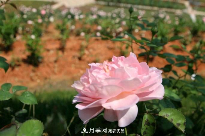 萬紫千紅！湖南益陽安化“茶鄉(xiāng)花?！痹录臼㈤_(圖2)