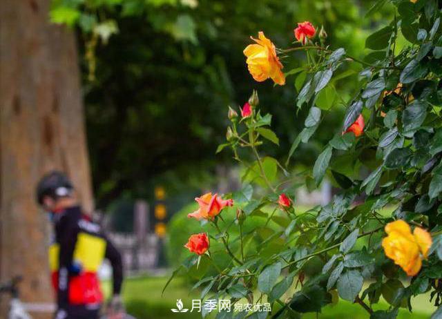 冉冉初夏，河北秦皇島十余處月季花海等你邂逅！(圖4)