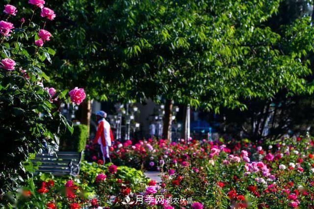 冉冉初夏，河北秦皇島十余處月季花海等你邂逅！(圖2)