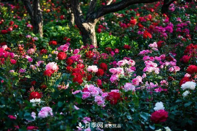 冉冉初夏，河北秦皇島十余處月季花海等你邂逅！(圖3)