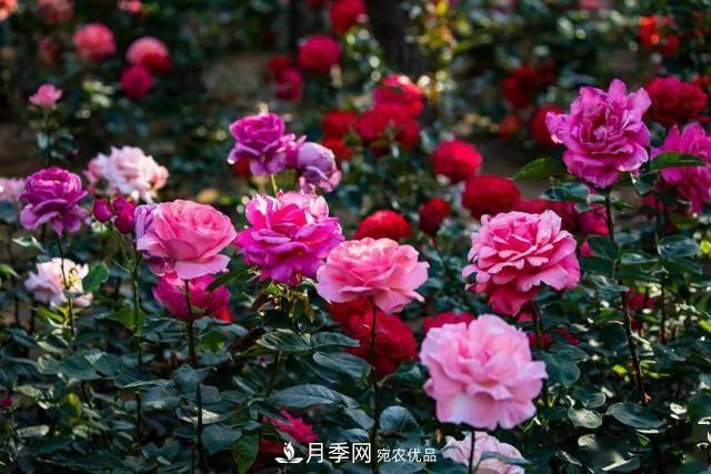 冉冉初夏，河北秦皇島十余處月季花海等你邂逅！(圖6)