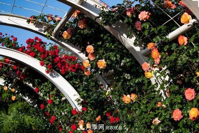 冉冉初夏，河北秦皇島十余處月季花海等你邂逅！(圖5)