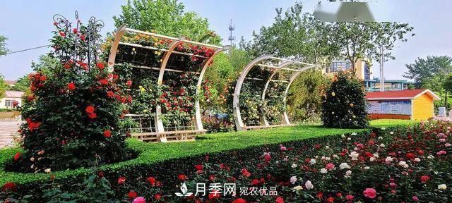 冉冉初夏，河北秦皇島十余處月季花海等你邂逅！(圖8)