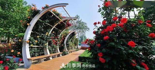 冉冉初夏，河北秦皇島十余處月季花海等你邂逅！(圖7)