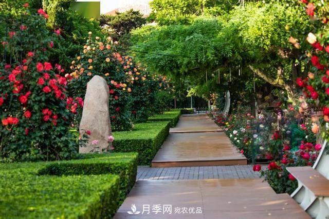 冉冉初夏，河北秦皇島十余處月季花海等你邂逅！(圖9)