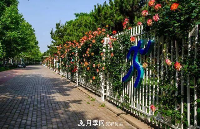 冉冉初夏，河北秦皇島十余處月季花海等你邂逅！(圖11)