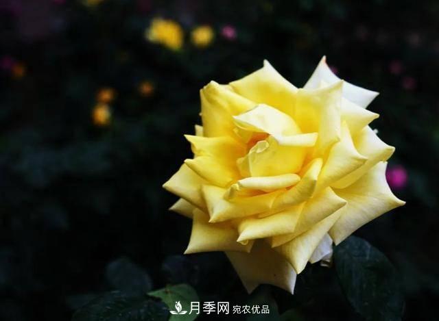 冉冉初夏，河北秦皇島十余處月季花海等你邂逅！(圖14)