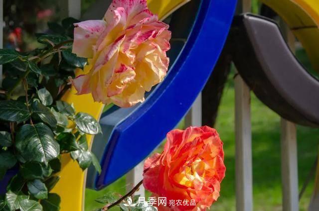 冉冉初夏，河北秦皇島十余處月季花海等你邂逅！(圖13)