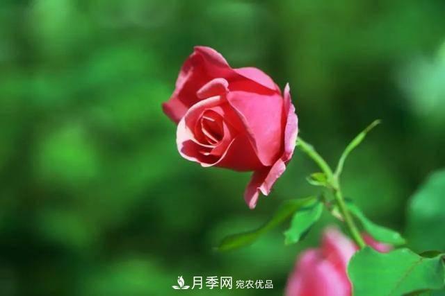 冉冉初夏，河北秦皇島十余處月季花海等你邂逅！(圖15)