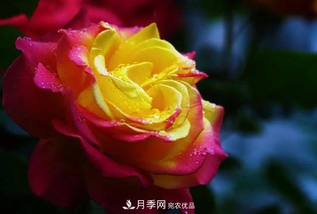 冉冉初夏，河北秦皇島十余處月季花海等你邂逅！(圖16)