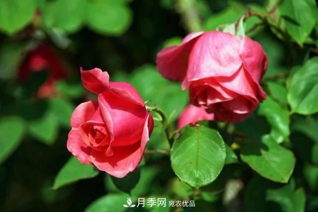 冉冉初夏，河北秦皇島十余處月季花海等你邂逅！(圖17)