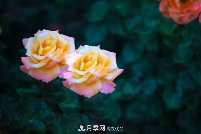 冉冉初夏，河北秦皇島十余處月季花海等你邂逅！(圖18)
