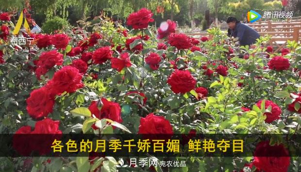 青海西寧第七屆月季展，北山美麗園20多萬株月季盛開！(圖2)