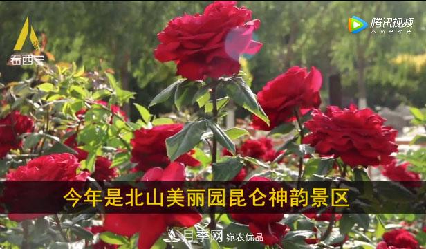 青海西寧第七屆月季展，北山美麗園20多萬株月季盛開！(圖1)