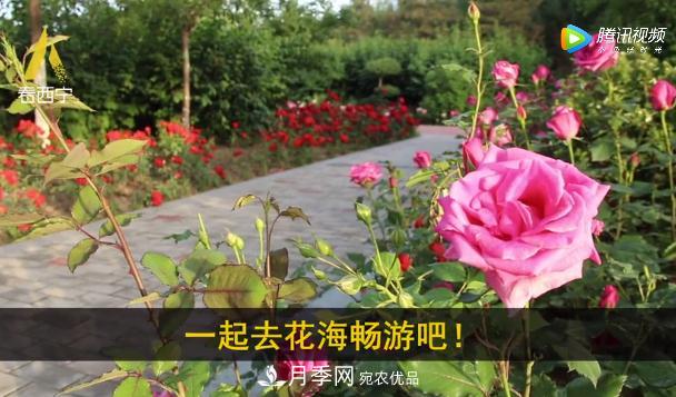 青海西寧第七屆月季展，北山美麗園20多萬株月季盛開！(圖3)