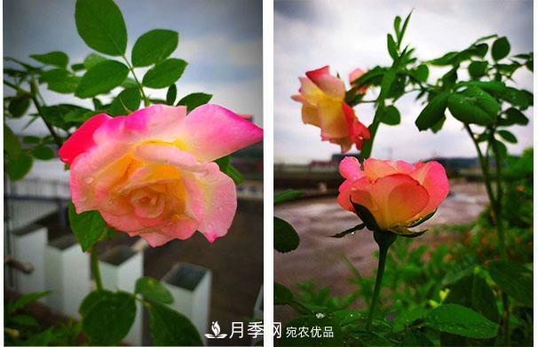 炎熱的7月，月季花夏天能暴曬嗎(圖1)