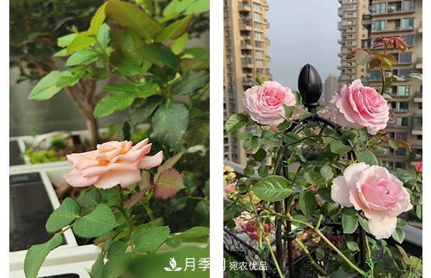 炎熱的7月，月季花夏天能暴曬嗎(圖2)