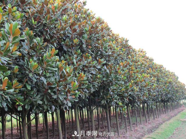 200畝以下的小苗圃，這樣經(jīng)營才能出彩(圖1)