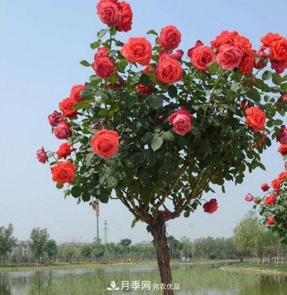 月季樹怎么長(zhǎng)成的？這個(gè)快速成型技巧，不學(xué)虧大了(圖2)