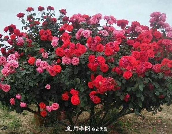 月季樹怎么長(zhǎng)成的？這個(gè)快速成型技巧，不學(xué)虧大了(圖3)