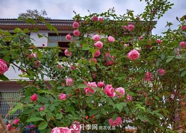 月季樹怎么長(zhǎng)成的？這個(gè)快速成型技巧，不學(xué)虧大了(圖4)