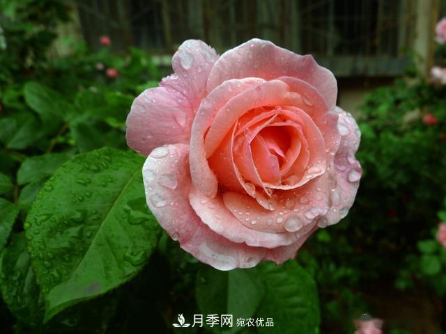 3招怎么判斷月季是否肥害了？月季少傷害！(圖1)