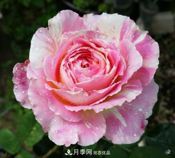 3招怎么判斷月季是否肥害了？月季少傷害！(圖4)