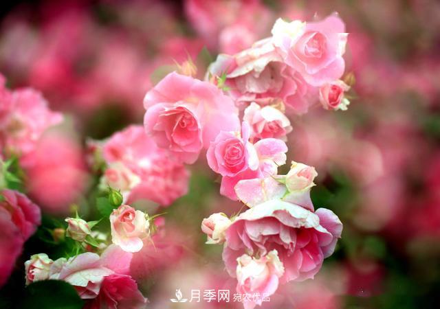3招怎么判斷月季是否肥害了？月季少傷害！(圖3)