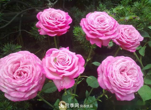 3招怎么判斷月季是否肥害了？月季少傷害！(圖2)