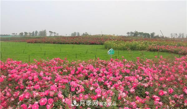 豐花月季常用品種？城市綠化適合用多花月季(圖1)