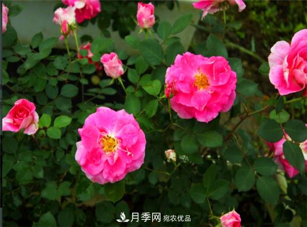 豐花月季常用品種？城市綠化適合用多花月季(圖2)