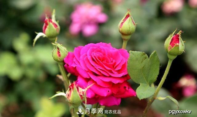 夏天月季不剪枝，冬天不施肥，養(yǎng)月季的都知道，再教你這幾點(圖1)