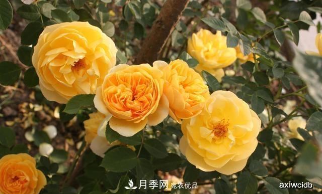 夏天月季不剪枝，冬天不施肥，養(yǎng)月季的都知道，再教你這幾點(圖3)