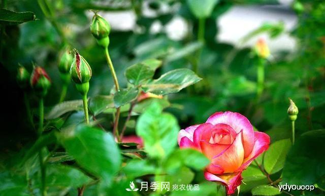 夏天月季不剪枝，冬天不施肥，養(yǎng)月季的都知道，再教你這幾點(圖2)
