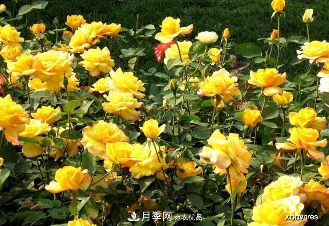 夏天月季不剪枝，冬天不施肥，養(yǎng)月季的都知道，再教你這幾點(圖4)
