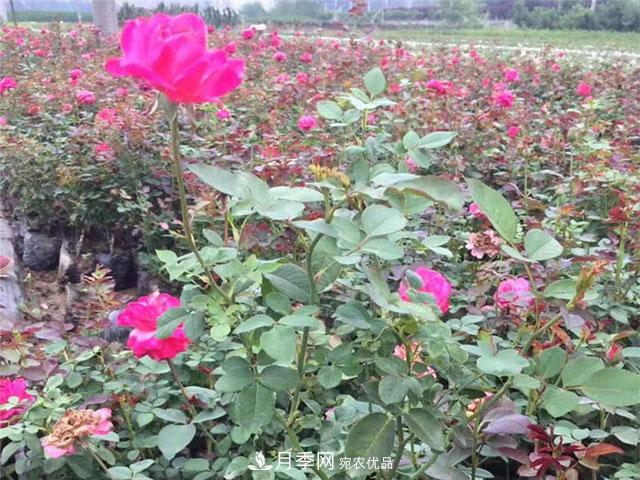 福建福州適合種植月季嗎？(圖4)