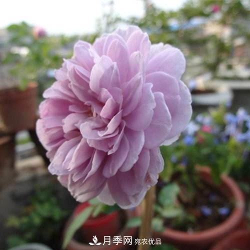 兩廣福建應該種什么月季品種？(圖2)