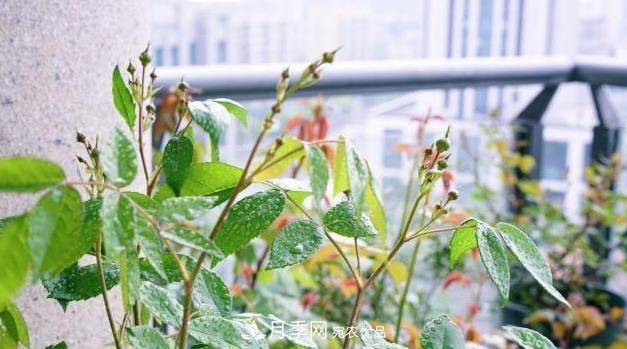 夏季一下完雨，蚜蟲就爬上月季，想要消滅它，趕緊看這里(圖2)