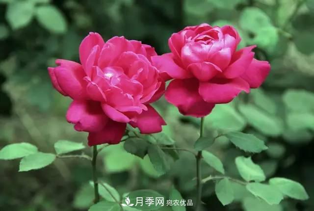 夏季月季休眠了？不要怕，這三步來(lái)叫醒它！(圖2)