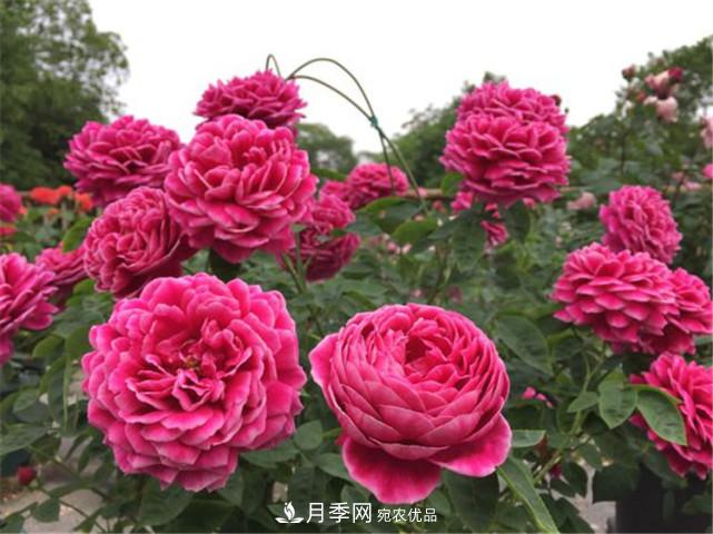 夏季月季休眠了？不要怕，這三步來(lái)叫醒它！(圖1)