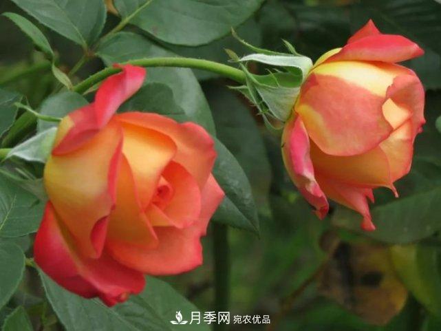 夏季月季休眠了？不要怕，這三步來(lái)叫醒它！(圖3)