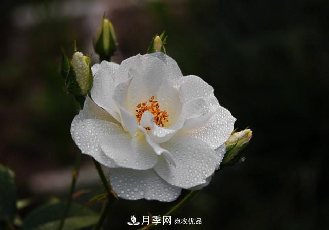 夏天月季不開(kāi)花，這個(gè)小訣竅讓你年年花朵爆滿盆！(圖1)