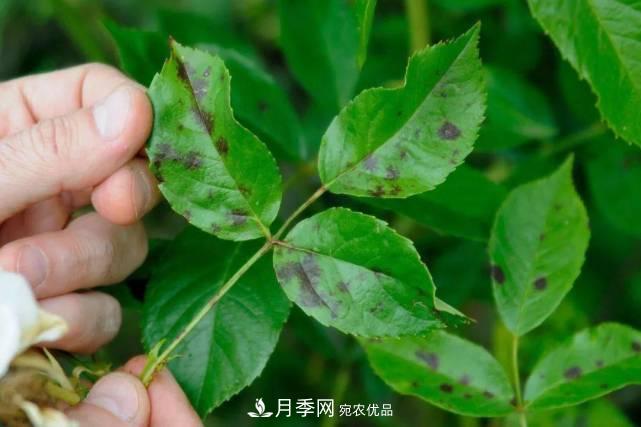夏季月季常害這種病，梅雨季節(jié)尤其要注意！(圖1)