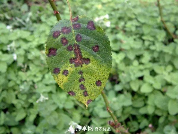 夏季月季常害這種病，梅雨季節(jié)尤其要注意！(圖2)
