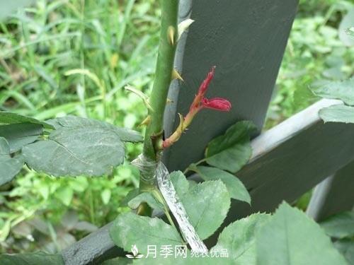 想要多色月季花？一個(gè)方法滿足你(圖1)
