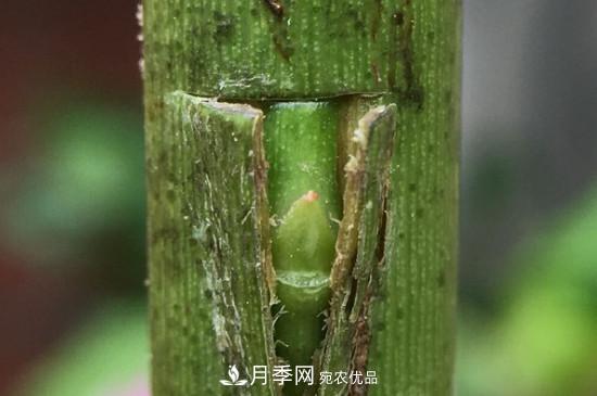 想要多色月季花？一個(gè)方法滿足你(圖3)